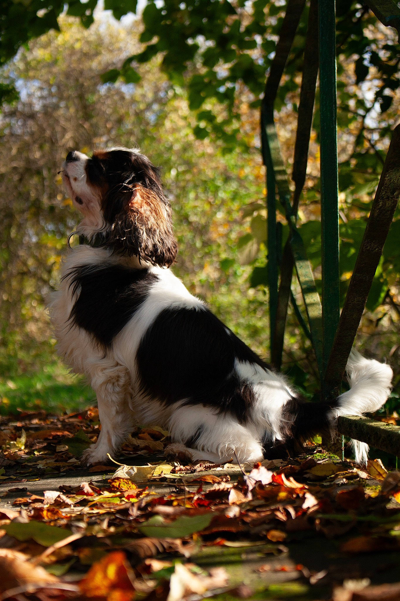 Raven a rejoint le concours — aidez-le/la à gagner de superbes lots ! autumn, bernese_mountain_dog, carnivore, cavalier_king_charles_spaniel, companion_dog, corn_on_the_cob, dog, dog_breed, grass, gun_dog, herding_dog, king_charles_spaniel, plant, soil, spaniel, sporting_group, tail, tree, whiskers, working_dog
