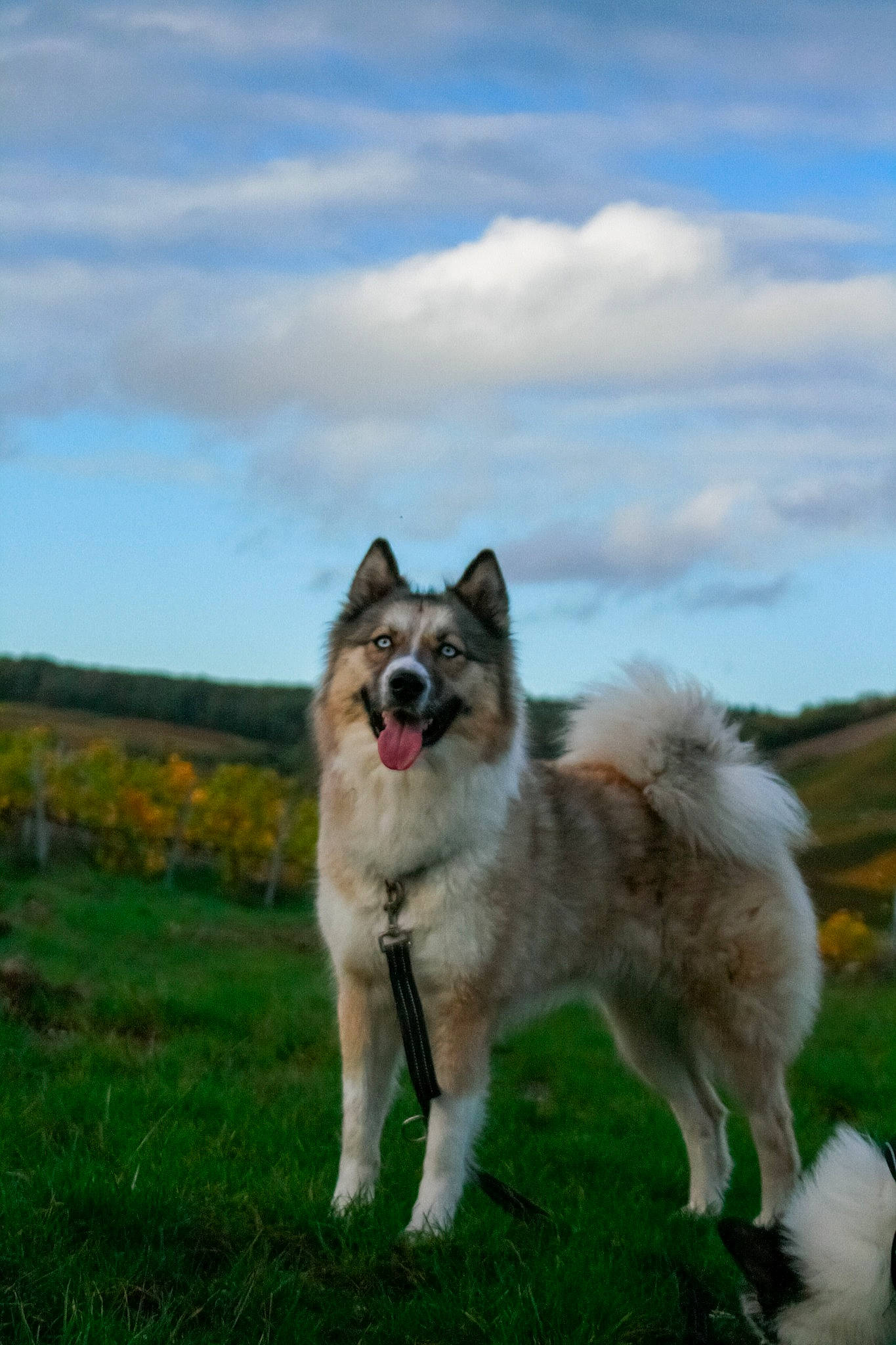 Shoshona a rejoint le concours — aidez-le/la à gagner de superbes lots ! canidae, carnivore, cloud, collar, companion_dog, cumulus, dog, dog_breed, grass, grassland, natural_landscape, non_sporting_group, plant, sky, sporting_group, tail, terrestrial_animal, wildlife, working_animal, working_dog