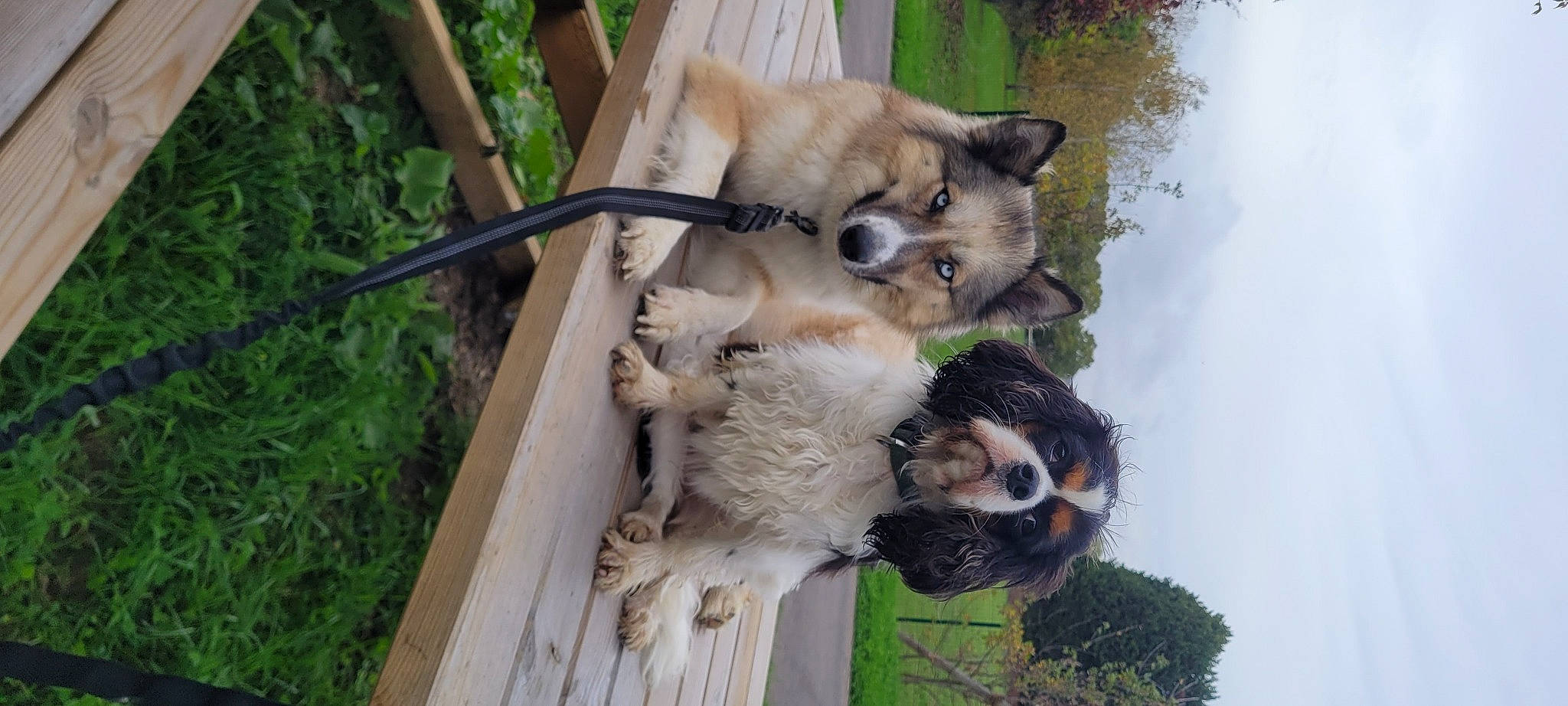 Shoshona participe au concours pour gagner de l'argent avec cette photo : canidae, canis, carnivore, collar, companion_dog, dog, dog_breed, dog_supply, fawn, fur, german_spitz_klein, german_spitz_mittel, pet_supply, snout, spitz, sporting_group, toy_dog, tree, wood, working_animal