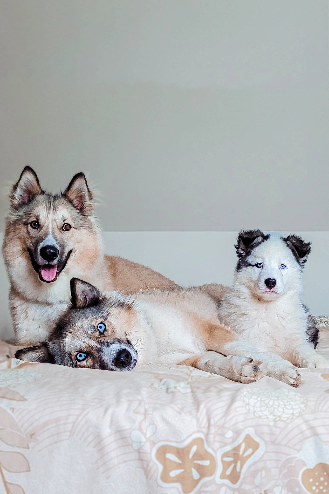 Hunter a rejoint le concours — aidez-le/la à gagner de superbes lots ! art, carnivore, comfort, companion_dog, couch, dog, dog_breed, dog_supply, fawn, font, foot, fur, grey, linens, paw, pet_supply, rectangle, terrestrial_animal