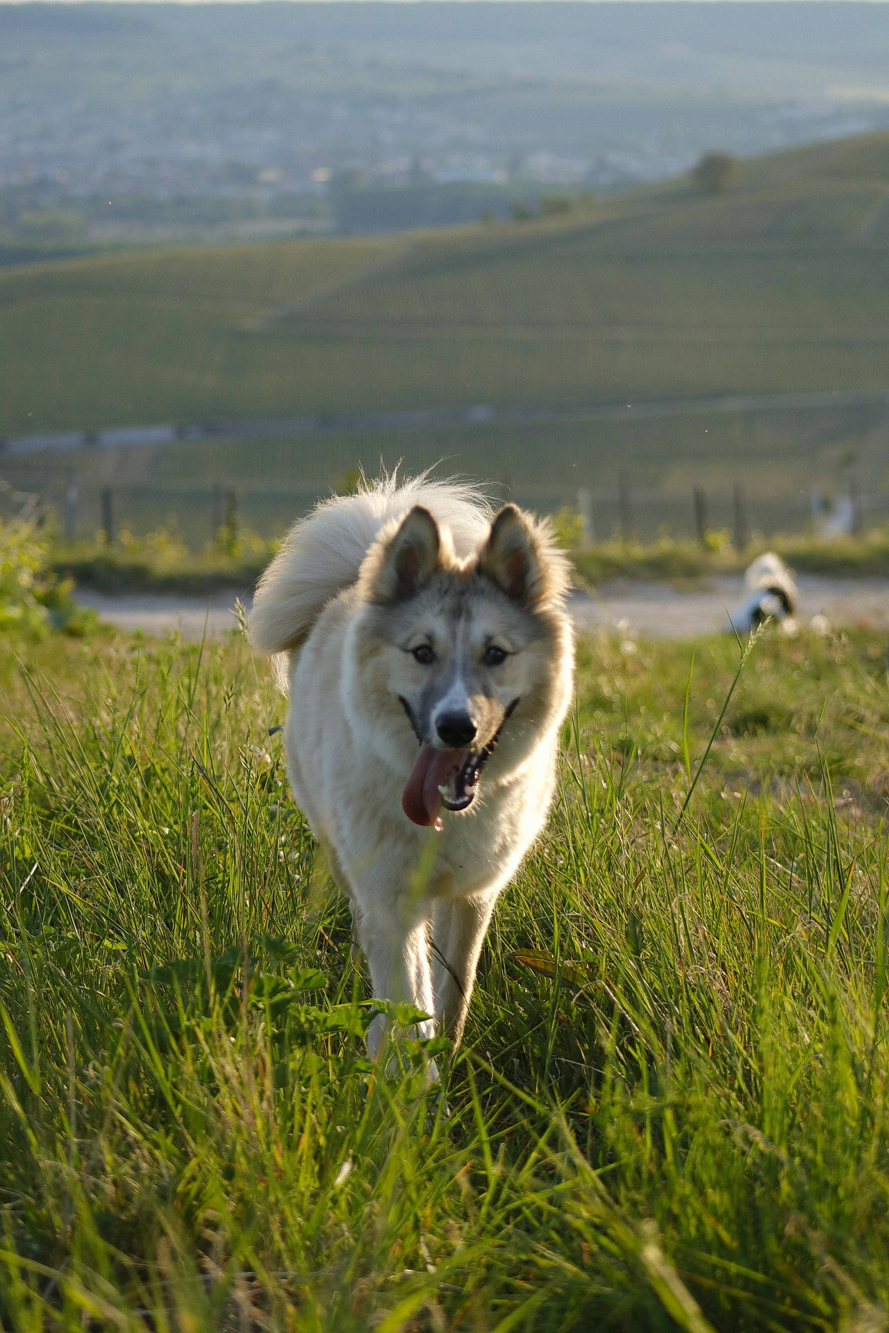 Hunter a rejoint le concours — aidez-le/la à gagner de superbes lots ! canidae, carnivore, companion_dog, dog, dog_breed, grass, grassland, natural_landscape, pasture, plant, prairie, snout, sporting_group, terrestrial_animal, wildlife, working_animal, working_dog