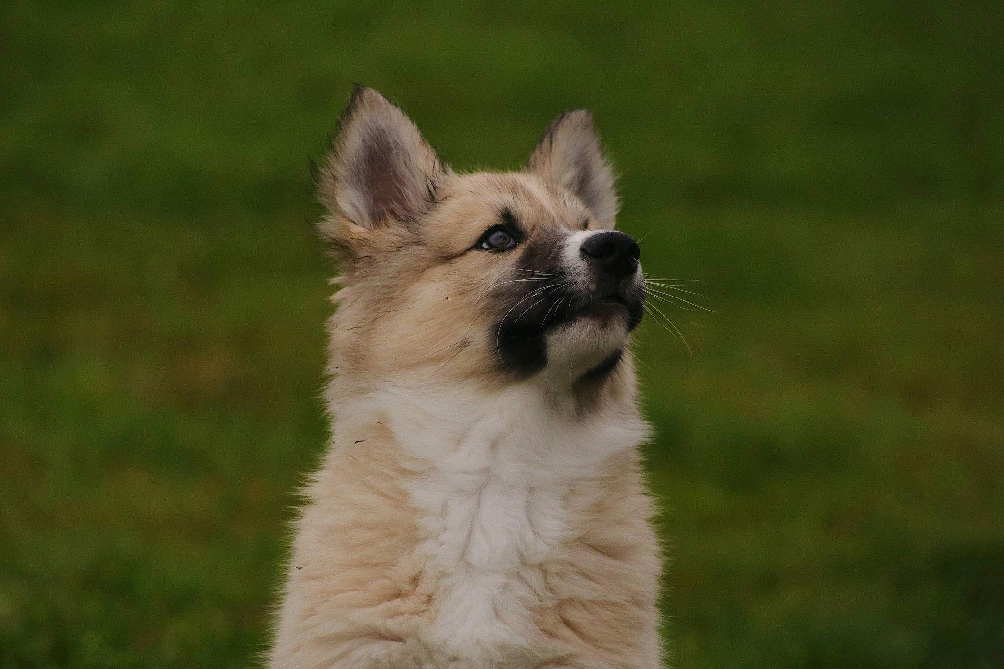 Hunter a rejoint le concours — aidez-le/la à gagner de superbes lots ! balinese, canidae, carnivore, cat, collar, companion_dog, dog, dog_breed, fang, fawn, felidae, fur, grass, grassland, small_to_medium_sized_cats, sporting_group, tail, terrestrial_animal, whiskers, working_animal