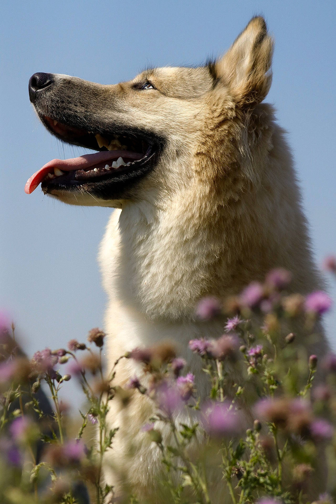 Hunter a rejoint le concours — aidez-le/la à gagner de superbes lots ! canis, carnivore, dog, dog_breed, fang, flower, gesture, grass, grassland, happy, jaw, natural_landscape, pasture, plant, sky, snout, terrestrial_animal, wildlife, wolf, working_animal