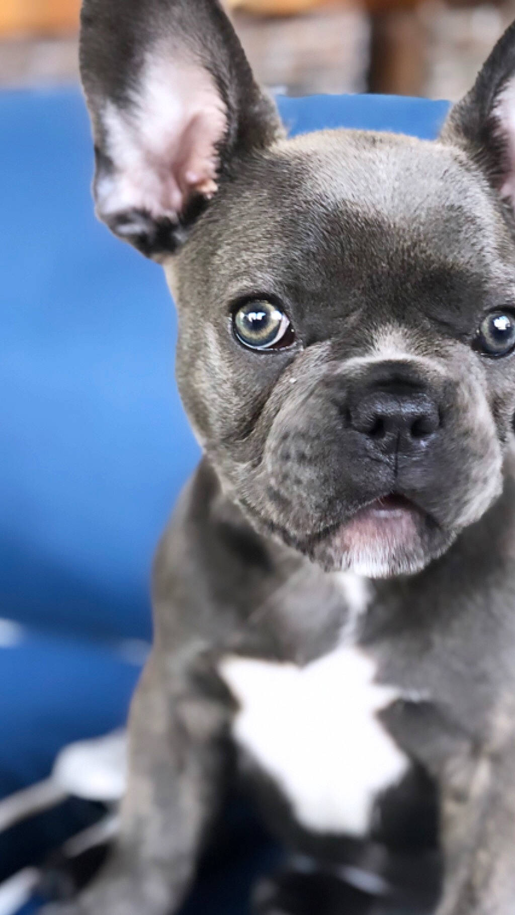 Hudson joined the competition — help win amazing prizes! american_pit_bull_terrier, boston_terrier, bulldog, canidae, carnivore, companion_dog, dog, dog_breed, fawn, french_bulldog, mammal, molosser, non_sporting_group, pit_bull, puppy, rare_breed_dog, snout, toy_bulldog, vertebrate, whiskers