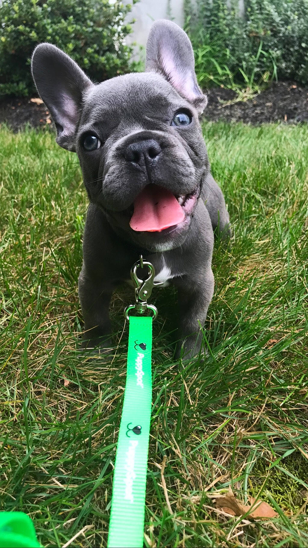 Hudson is registered to the contest to win money with this photo: bulldog, canidae, carnivore, companion_dog, dog, dog_breed, dog_collar, fawn, french_bulldog, grass, mammal, non_sporting_group, rare_breed_dog, snout, toy_bulldog, vertebrate