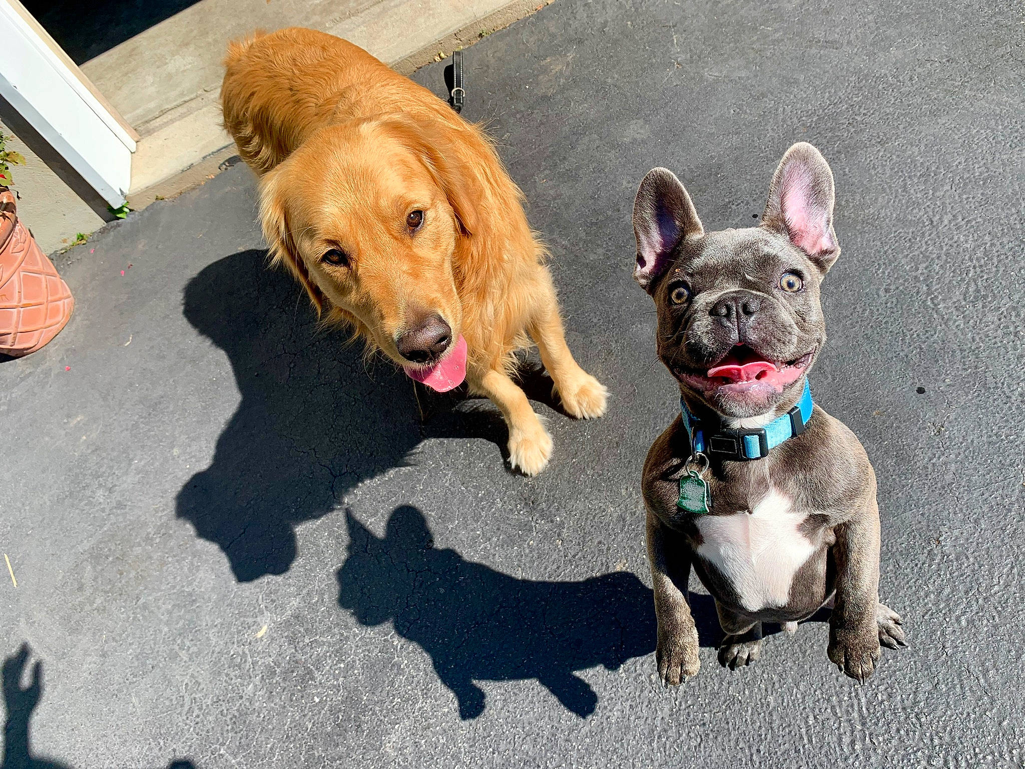 Hudson is registered to the contest to win money with this photo: adventure, canidae, carnivore, companion_dog, dog, dog_breed, dog_walking, fawn, leash, mammal, non_sporting_group, pembroke_welsh_corgi, puppy, sporting_group, street_dog