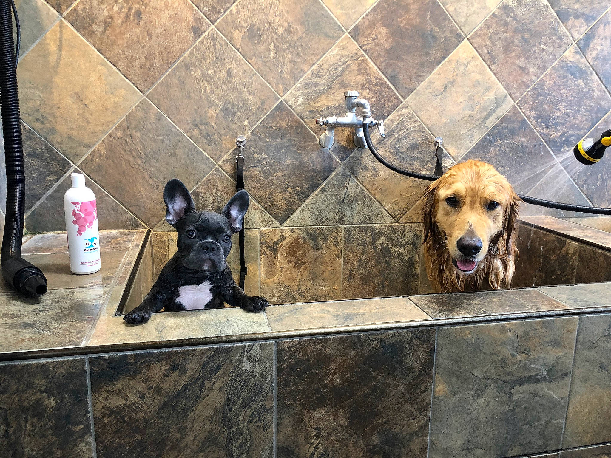 Hudson is registered to the contest to win money with this photo: basset_hound, canidae, carnivore, dachshund, dog, dog_breed, floor, flooring, snout, sporting_group, street_dog, tile