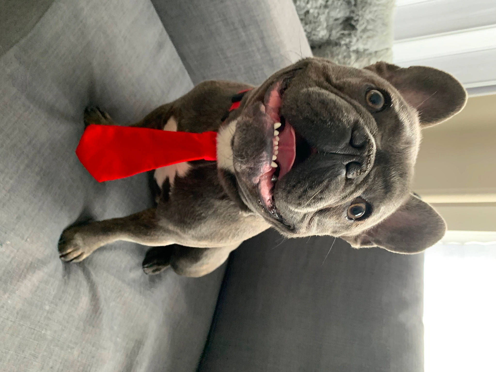 Hudson is registered to the contest to win money with this photo: bulldog, canidae, carnivore, companion_dog, dog, dog_breed, fawn, french_bulldog, molosser, non_sporting_group, puppy, snout, sporting_group