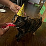 cat, tortoiseshell_cat, party_hat, hand, wooden_floor, indoor, pet, playful, biting, red_object, furniture, box, floor, animal, domestic_cat, celebration, person, brown_floor, curious, closeup