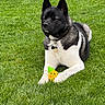 dog, akita, toy, pineapple, grass, outdoor, pet, animal, black, white, fur, collar, playful, nature, lying_down, summer, canine, domestic_animal, greenery, relaxed