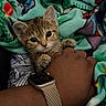 animal, blanket, cat, claw, closeup, comfort, cozy, curious, cute, fur, hand, indoor, kitten, paw, pet, rest, snuggle, warm, wristwatch, young