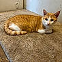 cat, ginger_cat, white_cat, carpet, floor, indoor, pet, feline, animal, resting, curious, ears, tail, fur, mammal, cute, domestic, corner, wall, damage