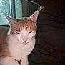 cat, orange_and_white, sleepy, resting, cozy, indoor, window, rain, dark_background, pet, animal, fur, whiskers, pink_nose, closeup, relaxed, cute, domestic_cat, quiet, calm