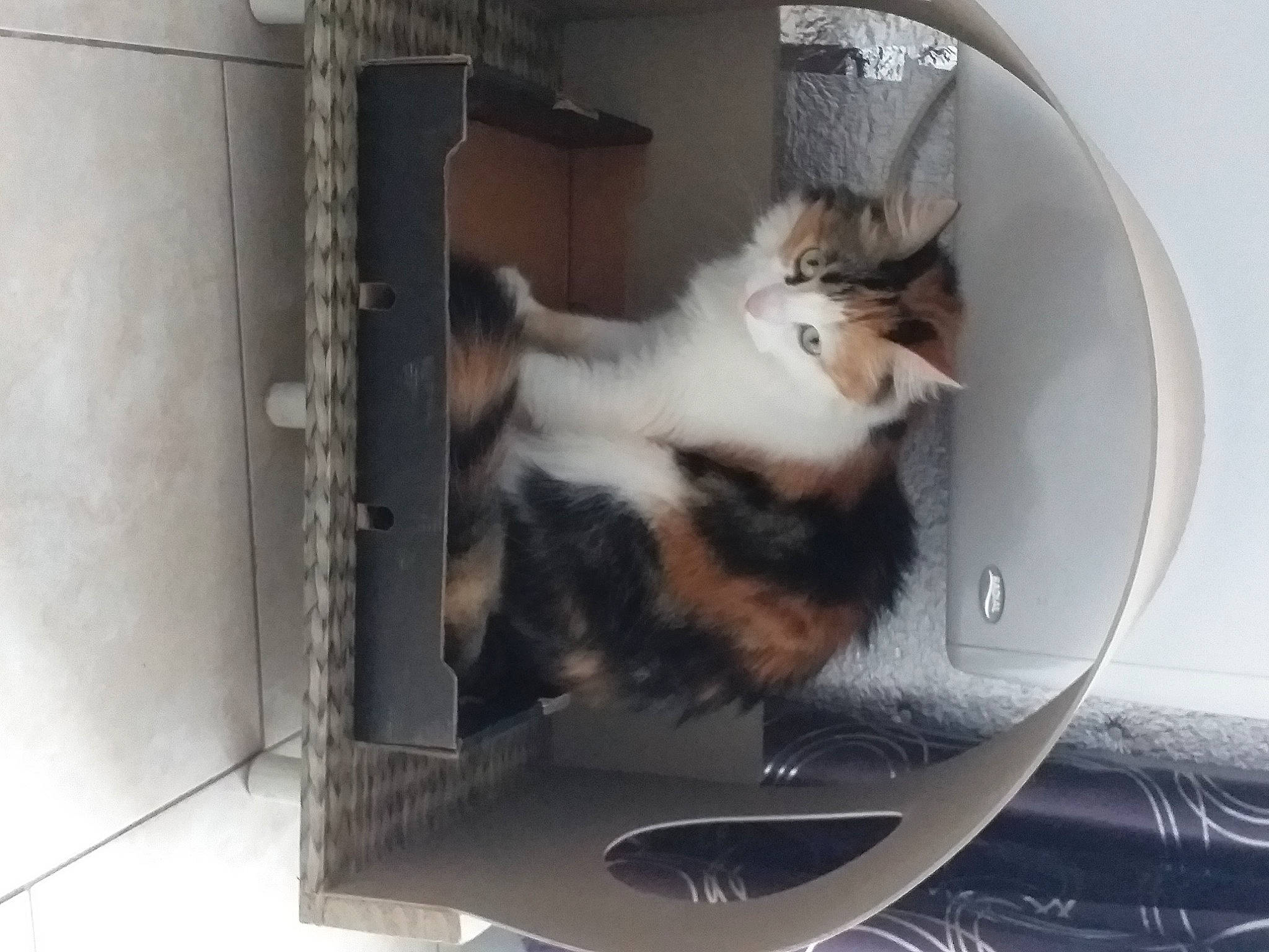 Zao a rejoint le concours — aidez-le/la à gagner de superbes lots ! canidae, carnivore, cat, cat_supply, comfort, domestic_short_haired_cat, felidae, fur, gas, paw, pet_supply, photo_caption, room, small_to_medium_sized_cats, snout, tail, whiskers