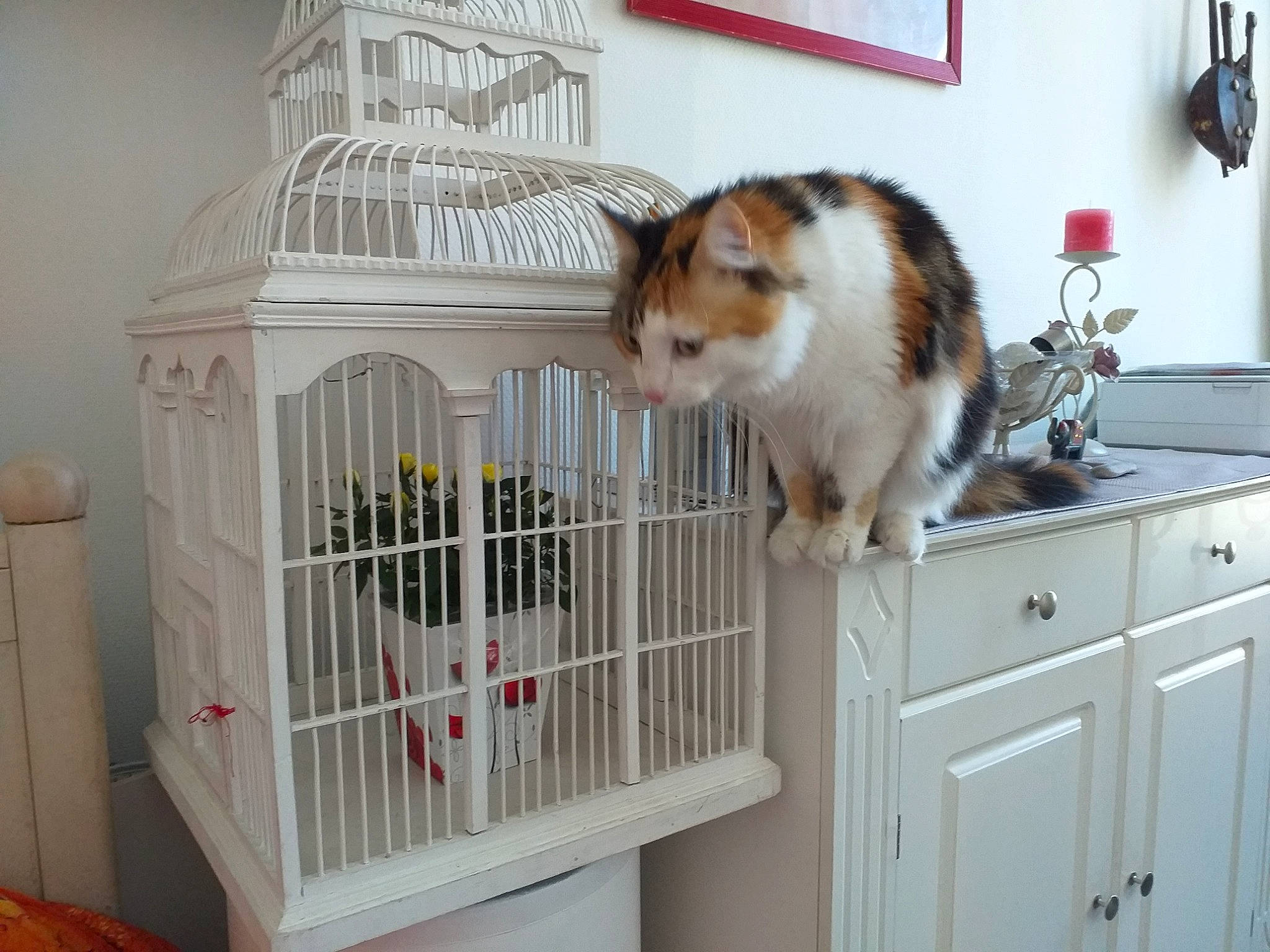 Zao a rejoint le concours — aidez-le/la à gagner de superbes lots ! animal_shelter, bird_supply, cabinetry, cage, carnivore, cat, cat_supply, chest_of_drawers, cupboard, domestic_short_haired_cat, drawer, felidae, home_appliance, kitchen_appliance, pet_supply, room, shelving, small_to_medium_sized_cats, whiskers, wood