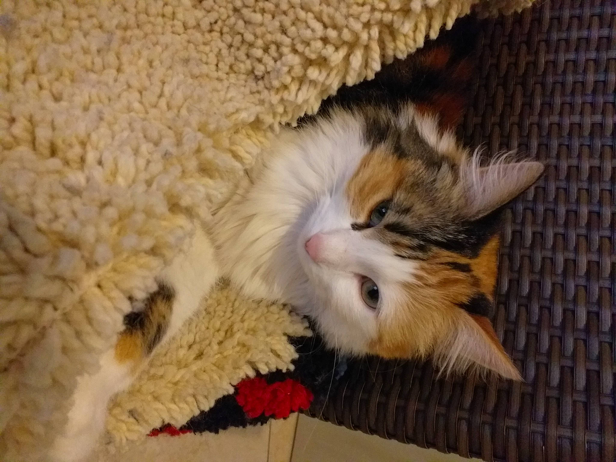 Zao participe au concours pour gagner de l'argent avec cette photo : carnivore, cat, cat_supply, claw, comfort, domestic_short_haired_cat, fawn, felidae, flooring, foot, fur, nap, paw, sleep, small_to_medium_sized_cats, snout, tail, terrestrial_animal, whiskers, wood