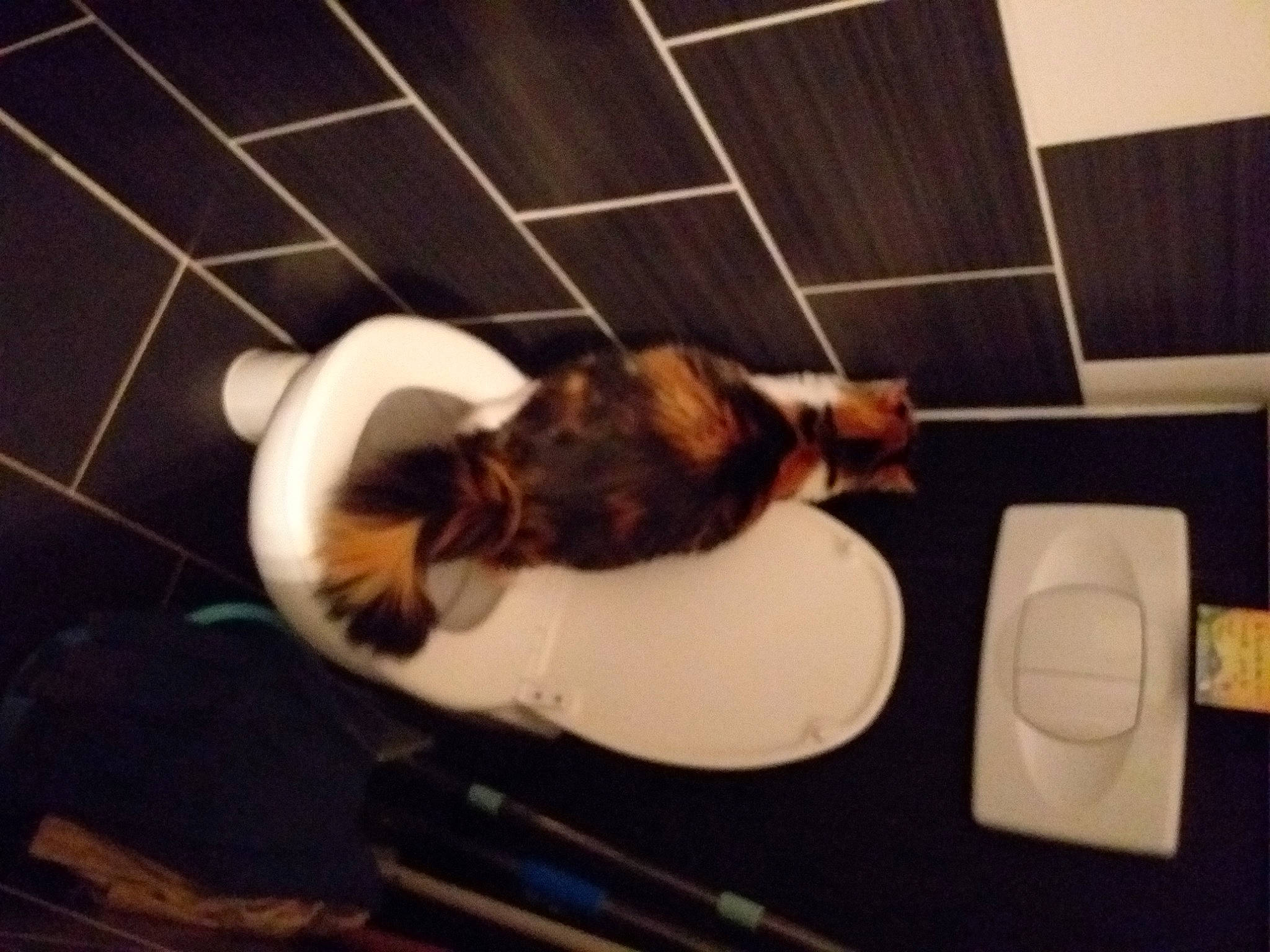 Zao a rejoint le concours — aidez-le/la à gagner de superbes lots ! bathroom, carnivore, cat, cloud, comfort, domestic_short_haired_cat, felidae, flooring, fur, hardwood, leg, metal, pet_supply, plumbing, plumbing_fixture, room, small_to_medium_sized_cats, tail, whiskers, wood