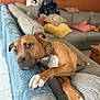 Sarge joined the competition — help win amazing prizes! dog, brown_dog, chain_collar, couch, blanket, paw, living_room, pillow, furniture, relaxed, indoor, home, pet, resting, canine, comfort, animal, orange_wall, wooden_table, tile_floor
