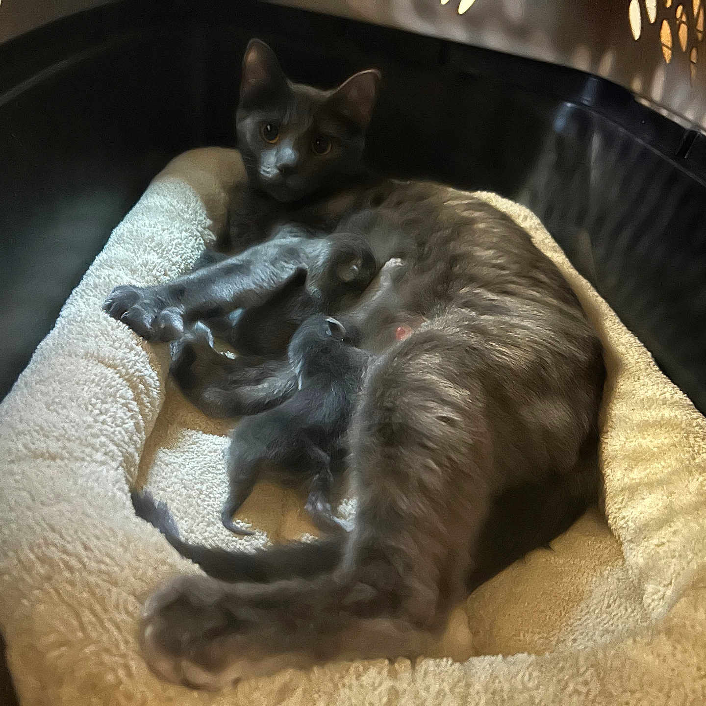 Zazzles joined the competition — help win amazing prizes! animal, bed, cat, comfort, cozy, cute, domestic, feline, gray_cat, indoor, kitten, mother_cat, motherhood, nursing, pet, resting, sleeping_area, soft_bed, warm, young_kittens
