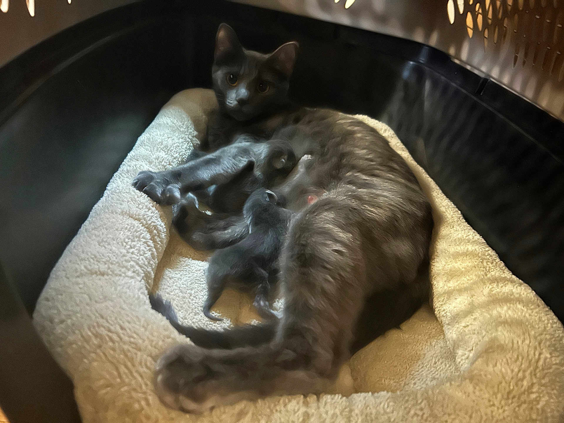 Zazzles joined the competition — help win amazing prizes! cat, kitten, mother_cat, nursing, bed, soft_bed, gray_cat, feline, pet, animal, cozy, indoor, resting, sleeping_area, cute, young_kittens, motherhood, comfort, warm, domestic