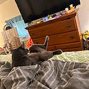 Zazzles is registered to the contest to win money with this photo: cat, gray_cat, bed, blanket, furniture, dresser, television, indoor, window, curtain, decor, sign, clutter, stretching, pet, animal, cozy, relaxing, room, wood