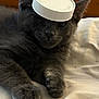 Zazzles joined the competition — help win amazing prizes! kitten, cat, gray_cat, pet, animal, feline, cute, bottle_cap, hat, indoor, blanket, soft, resting, paw, close_up, fur, whiskers, relaxed, domestic_cat, bedroom