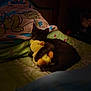 Zazzles is registered to the contest to win money with this photo: kitten, black_cat, sleeping, stuffed_toy, duck_toy, bed, pillow, blanket, indoor, cozy, cute, animal, pet, resting, soft_toy, home, comfort, snuggling, dark, sleep