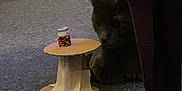 Zazzles joined the competition — help win amazing prizes! cat, gray_cat, cardboard, jar, carpet, furniture, indoor, pet, curious, animal, small_object, dim_lighting, shadow, floor, toy, household, domestic, cute, quiet, observation