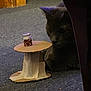 cat, gray_cat, cardboard, jar, carpet, furniture, indoor, pet, curious, animal, small_object, dim_lighting, shadow, floor, toy, household, domestic, cute, quiet, observation