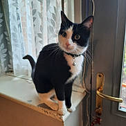 Michele Hutchinson joined the competition — help win amazing prizes! animal, bell, black_and_white, cat, collar, curious, curtains, domestic, door, feline, handle, home, indoor, light, looking, pet, whiskers, white_paws, window, windowsill