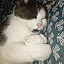 cat, sleeping, white_fur, gray_fur, paw, cute, pet, domestic_animal, close_up, resting, cozy, indoor, feline, whiskers, pink_nose, soft, fur_texture, patterned_blanket, relaxed, animal