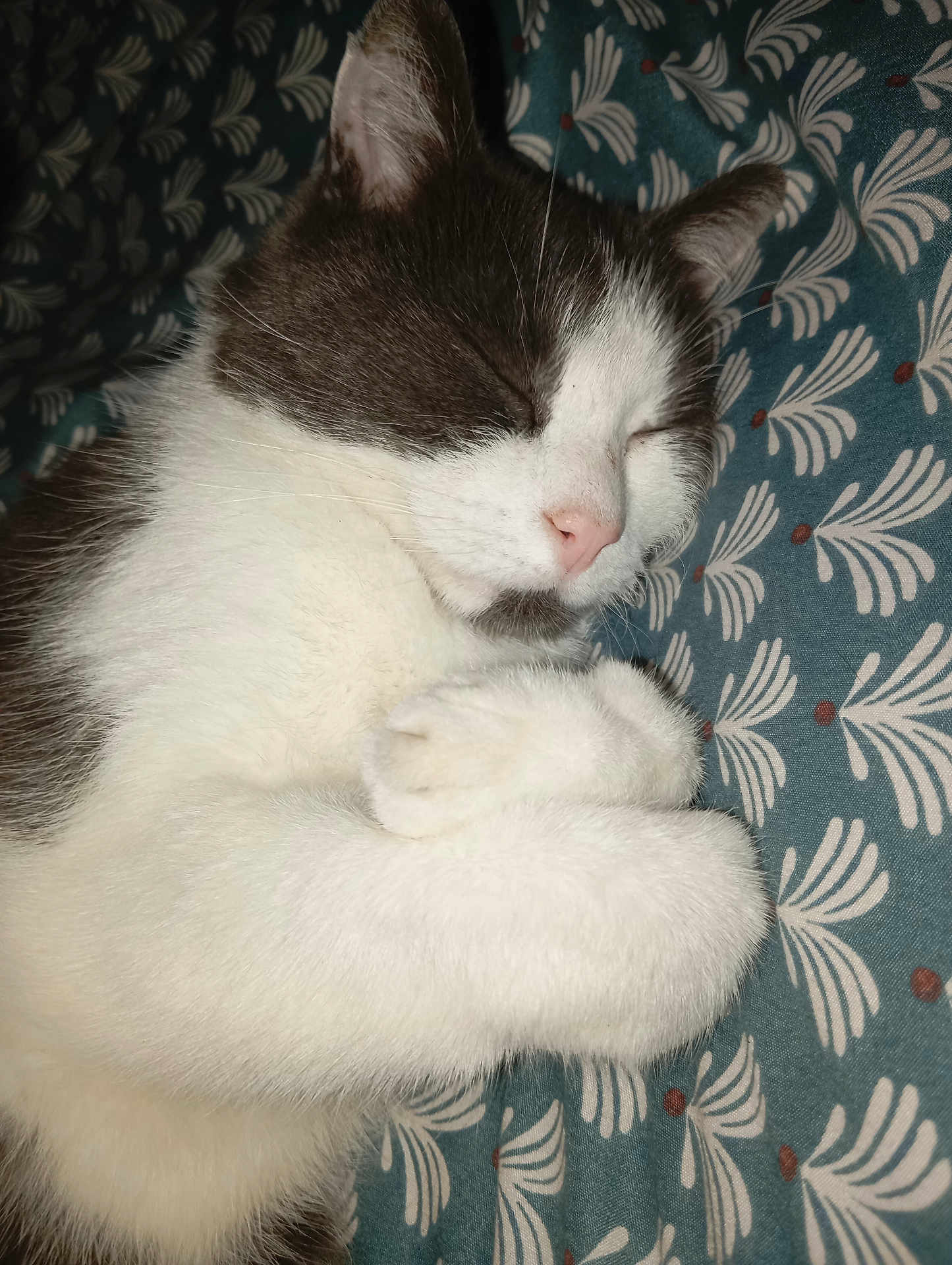 Milo Brouard a rejoint le concours — aidez-le/la à gagner de superbes lots ! cat, sleeping, white_fur, gray_fur, paw, cute, pet, domestic_animal, close_up, resting, cozy, indoor, feline, whiskers, pink_nose, soft, fur_texture, patterned_blanket, relaxed, animal