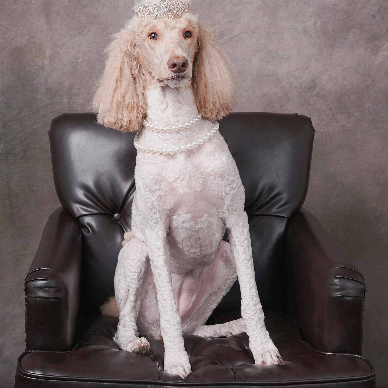 Howlie joined the competition — help win amazing prizes! accessory, animal, calm, cute, dog, elegant, fancy, fur, indoor, leather_chair, luxury, necklace, pearls, pet, poodle, portrait, royal, sitting, studio, tiara