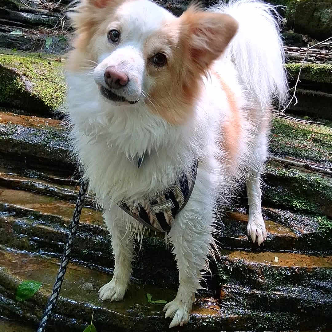 Charley