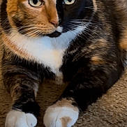Meme is registered to the contest to win money with this photo: animal, calico, carpet, cat, close_up, cute, domestic_animal, eyes, face, feline, fur, indoor, lying_down, mammal, paws, pet, portrait, relaxed, resting, whiskers