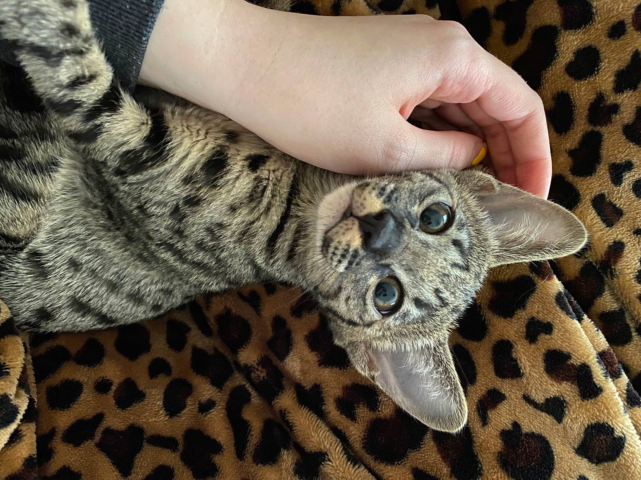 Bambi is registered to the contest to win money with this photo: cat, claw, domestic_short_haired_cat, felidae, finger, fur, gesture, grey, hand, human_leg, military_camouflage, nail, pattern, paw, small_to_medium_sized_cats, snout, tail, thumb, toy, whiskers