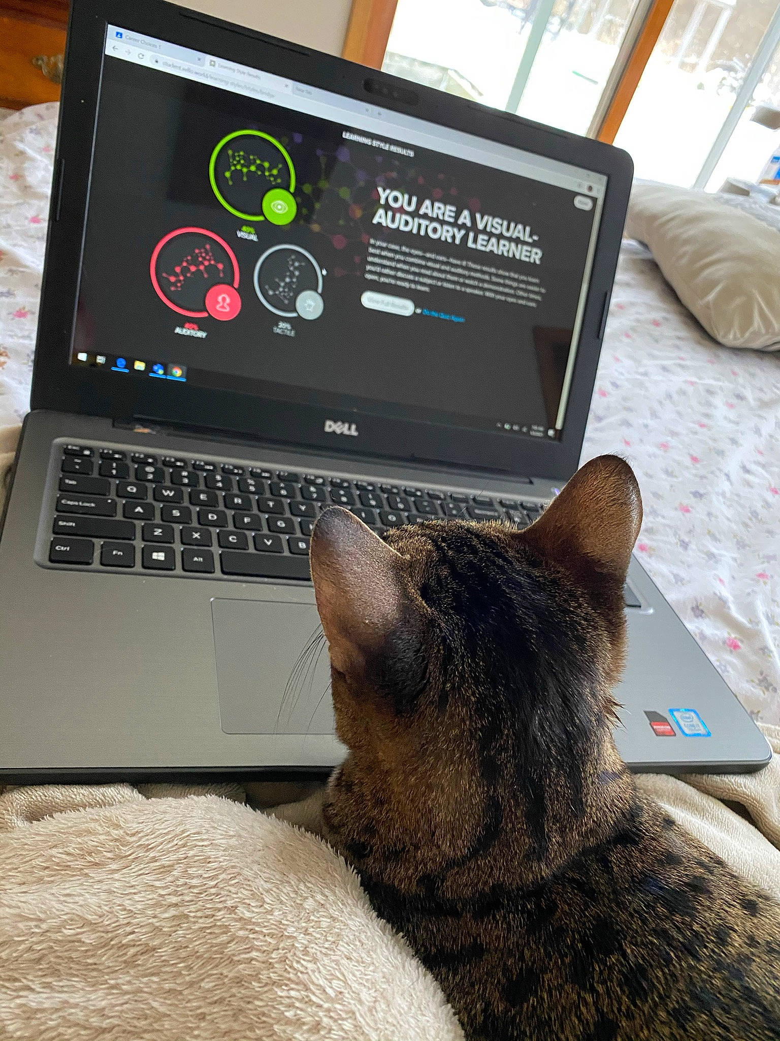 Bambi is registered to the contest to win money with this photo: carnivore, cat, comfort, computer, computer_hardware, display_device, electronic_device, felidae, gadget, input_device, lap, laptop, netbook, output_device, peripheral, personal_computer, small_to_medium_sized_cats, technology, touchpad, whiskers