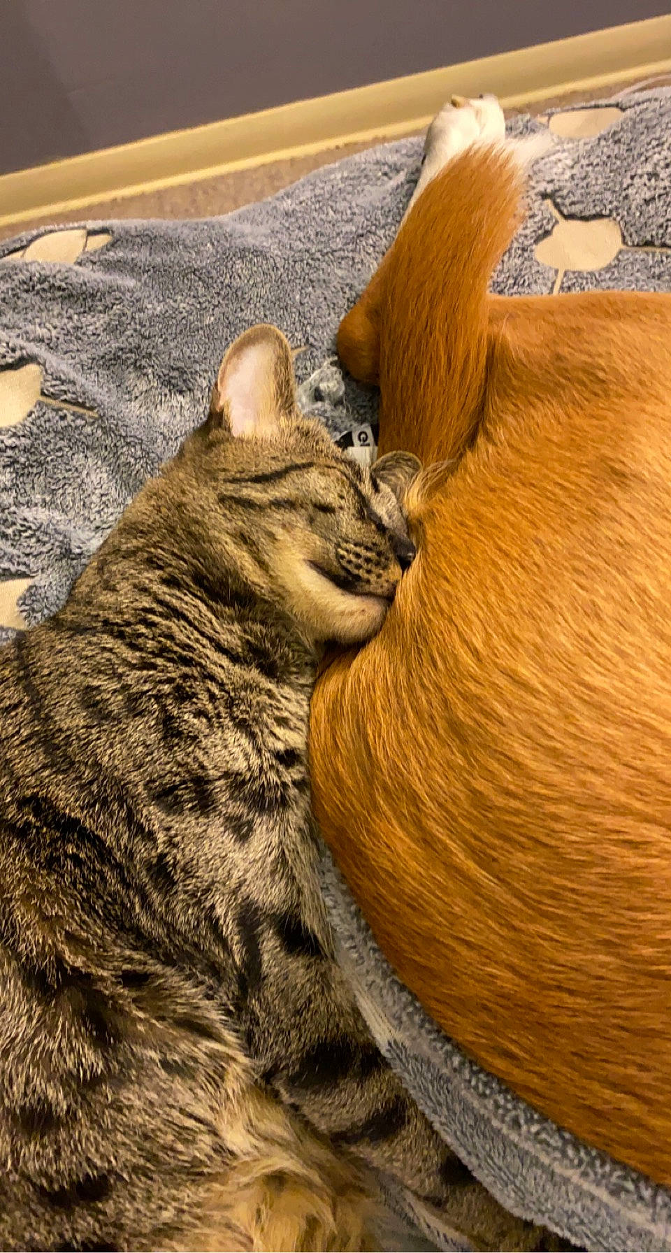 Bambi joined the competition — help win amazing prizes! carnivore, cat, claw, comfort, domestic_short_haired_cat, fawn, felidae, fur, paw, sand, small_to_medium_sized_cats, snout, tail, terrestrial_animal, whiskers, wildlife, wood