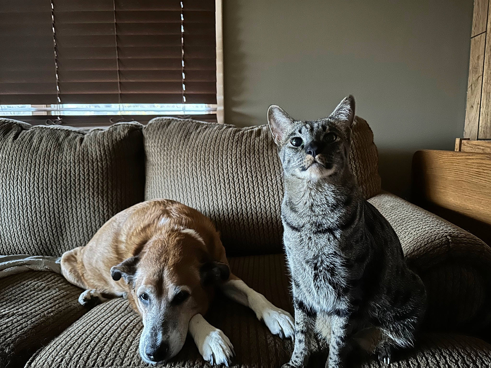 Bambi joined the competition — help win amazing prizes! carnivore, cat, comfort, companion_dog, couch, dog, dog_breed, felidae, fur, grey, living_room, small_to_medium_sized_cats, snout, studio_couch, tail, terrestrial_animal, whiskers, window, window_blind, working_animal