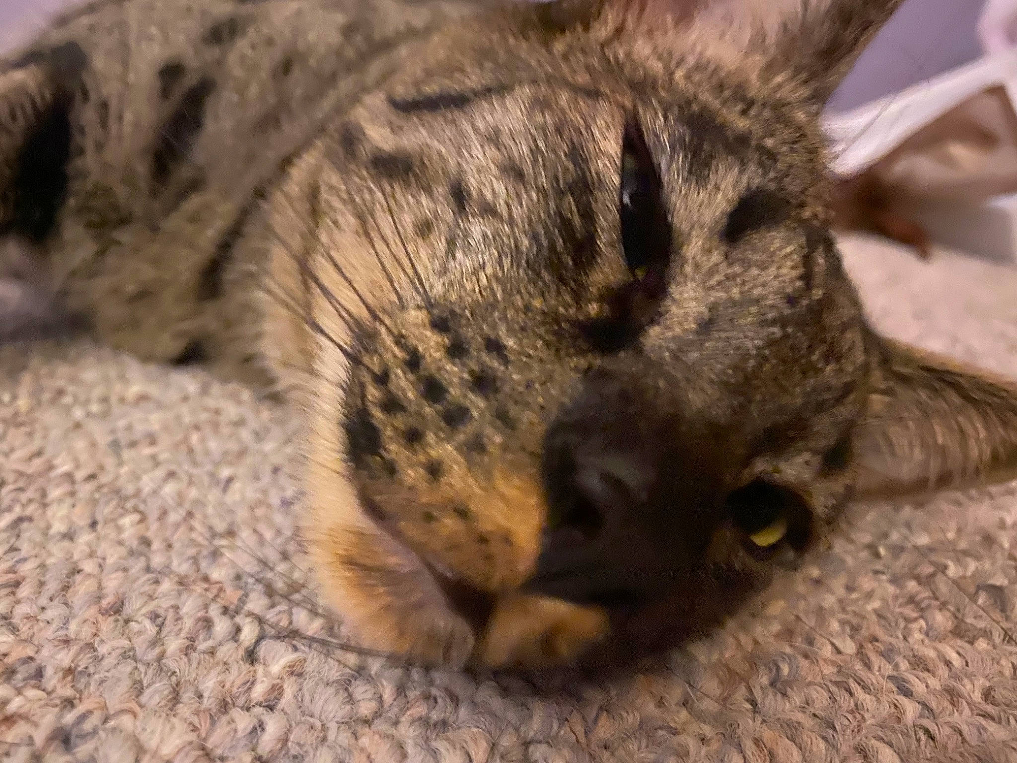 Bambi is registered to the contest to win money with this photo: big_cats, carnivore, cat, claw, comfort, domestic_short_haired_cat, felidae, fur, nap, paw, sleep, small_to_medium_sized_cats, snout, tail, terrestrial_animal, tree, whiskers, wildlife