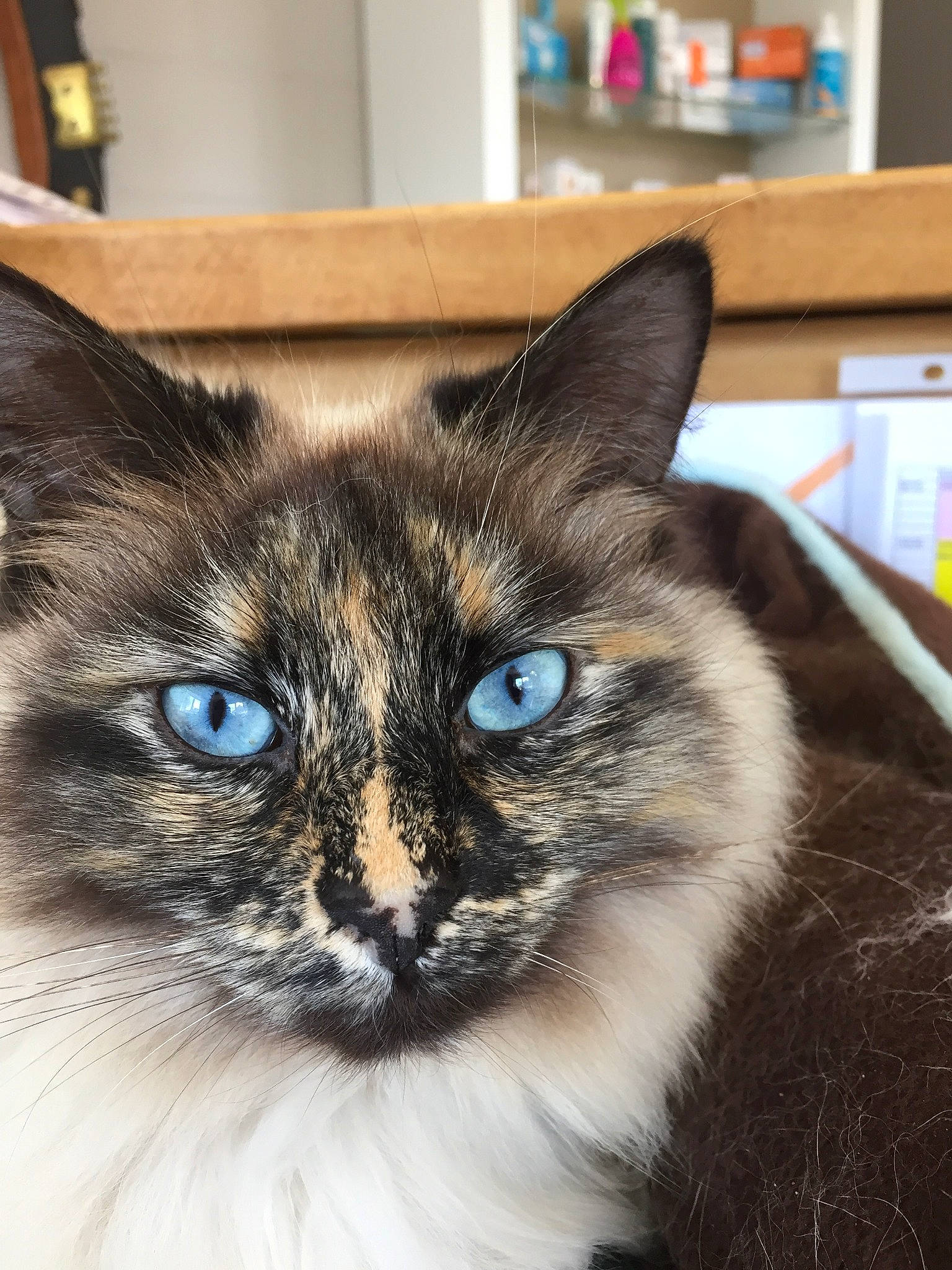 Norepou participe au concours pour gagner de l'argent avec cette photo : asian, balinese, carnivore, cat, domestic_short_haired_cat, ear, eye, felidae, fur, iris, kitten, mammal, ojos_azules, siamese, small_to_medium_sized_cats, snout, thai, tonkinese, vertebrate, whiskers