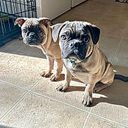 Junior And Nubs joined the competition — help win amazing prizes! animal, canine, companion, crate, curious, cute, dog, domestic_animal, ears, floor, fur, indoor, pet, pug, puppy, shadow, sunlight, tile_floor, whiskers, young_dog