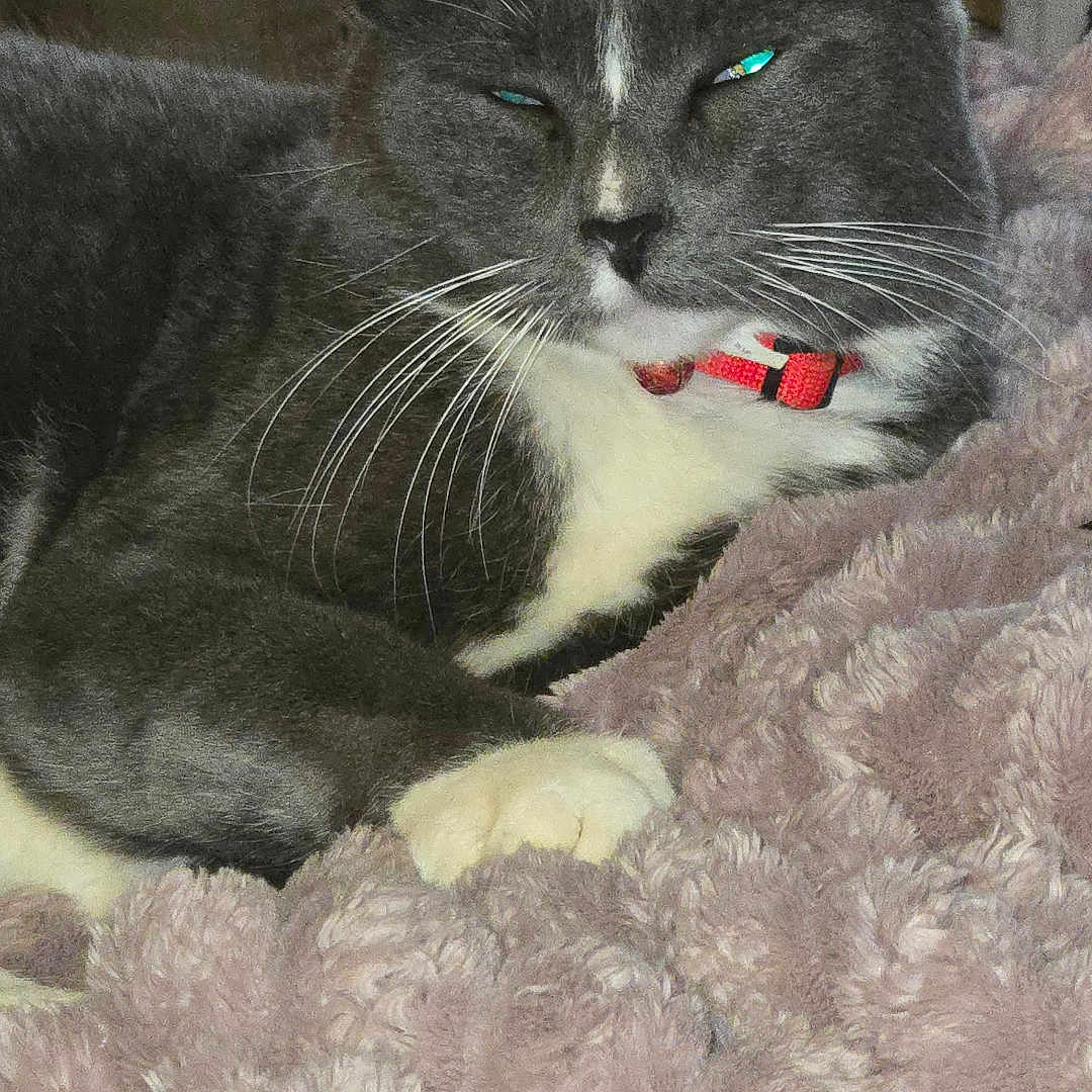 Skat Kat joined the competition — help win amazing prizes! animal, cat, close_up, cozy, cute, domestic_cat, feline, fluffy_blanket, fur, gray_cat, indoor, lying_down, pet, red_collar, relaxed, resting, sleepy, soft_texture, whiskers, white_paws
