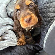 Arya a rejoint le concours — aidez-le/la à gagner de superbes lots ! puppy, dog, brown, tan, close_up, blanket, cozy, snuggle, pet, animal, cute, fur, indoor, soft, young, looking, face, ears, nose, paw
