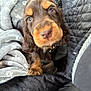 puppy, dog, brown, tan, close_up, blanket, cozy, snuggle, pet, animal, cute, fur, indoor, soft, young, looking, face, ears, nose, paw