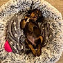 Arya a rejoint le concours — aidez-le/la à gagner de superbes lots ! puppy, dog, bed, blanket, floor, toy, fur, relaxed, brown, black, cute, pet, indoor, paw_prints, soft, cozy, resting, canine, sleeping, home