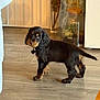 puppy, dog, indoor, wooden_floor, black_dog, tan_markings, collar, heart_tag, curious, pet, small_dog, flooring, glass_jar, plants, home_interior, cute, standing, animal, canine, young_dog