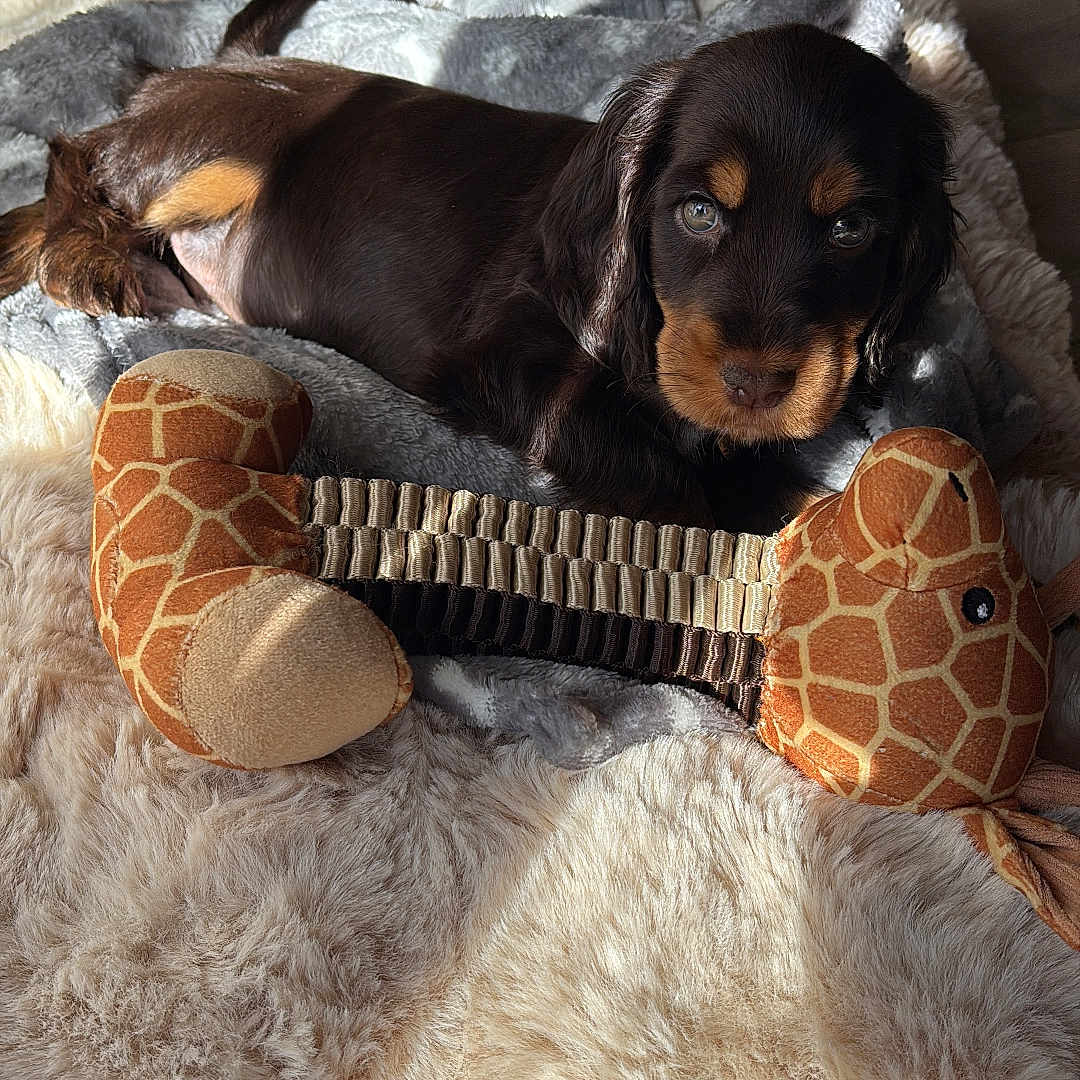 Arya a rejoint le concours — aidez-le/la à gagner de superbes lots ! animal, black, blanket, brown, comfort, cozy, cute, dog, floor, fur, home, indoor, light, pet, plush, puppy, relaxing, soft, sunlight, toy