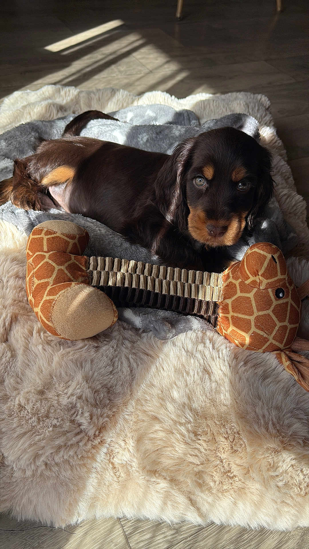 Arya a rejoint le concours — aidez-le/la à gagner de superbes lots ! puppy, dog, toy, plush, blanket, fur, indoor, light, sunlight, floor, cozy, brown, black, cute, pet, animal, relaxing, home, comfort, soft