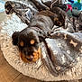 Arya a rejoint le concours — aidez-le/la à gagner de superbes lots ! puppy, sleeping, dog, blanket, bed, fluffy, soft, toy, wood_floor, brown, black, tan, cute, pet, indoor, resting, cozy, furry, animal, home